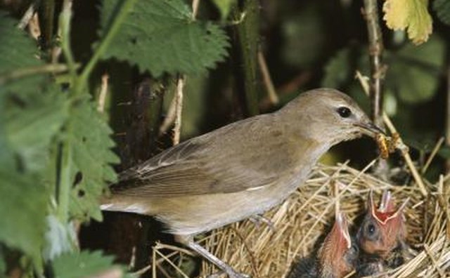 Garden Warbler