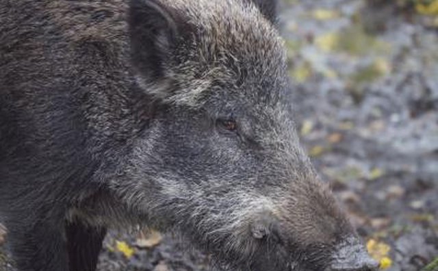 Ohio began testing wild hogs for disease in 2009.