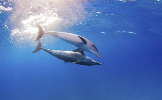 Two dolphins swim underwater