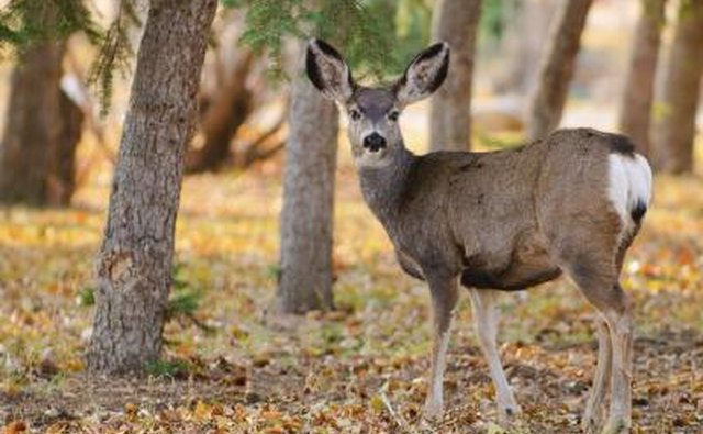 White-tail deer