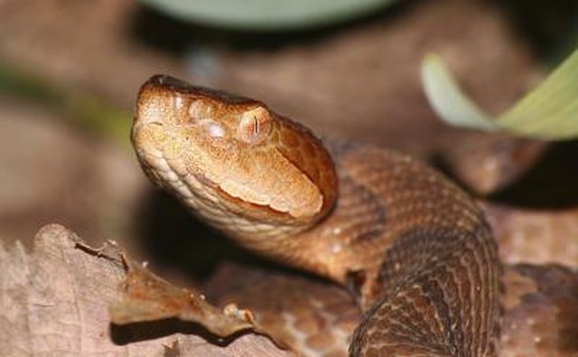 The copperhead snake is found in Texas.