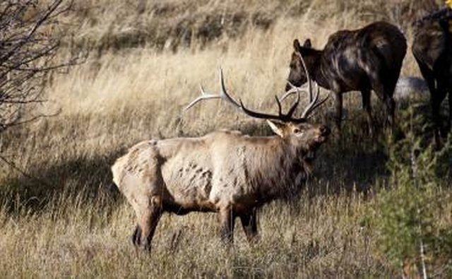 GMU 14 offers great elk hunting during the summer.