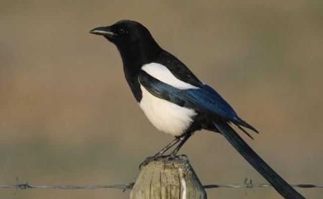 The mud nest of the black-billed magpie also includes sticks.