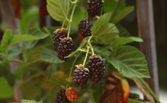 Louisiana is populated with blackberry trees that grow delicious berries.