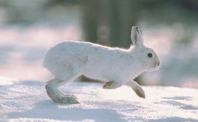 A white hare runs over the snow.