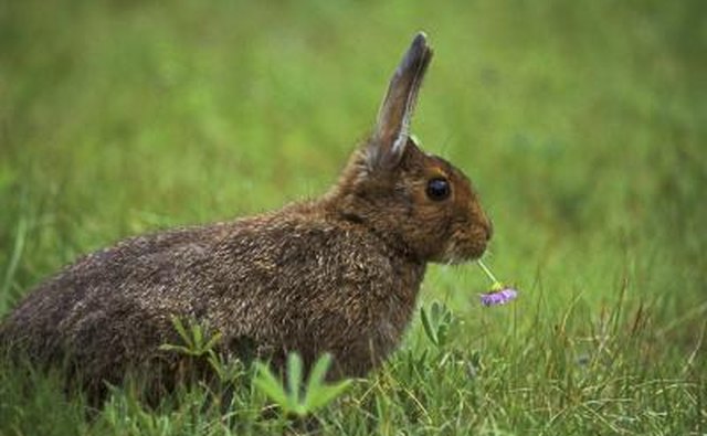 A rabbit chews on clover.