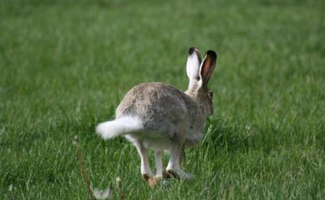 A rabbit hops across the lawn.