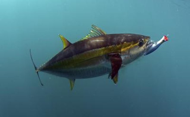 Yellowfin Tuna bites a fishing lure