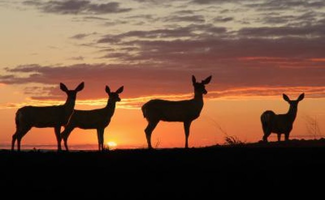 Deer in the sunset