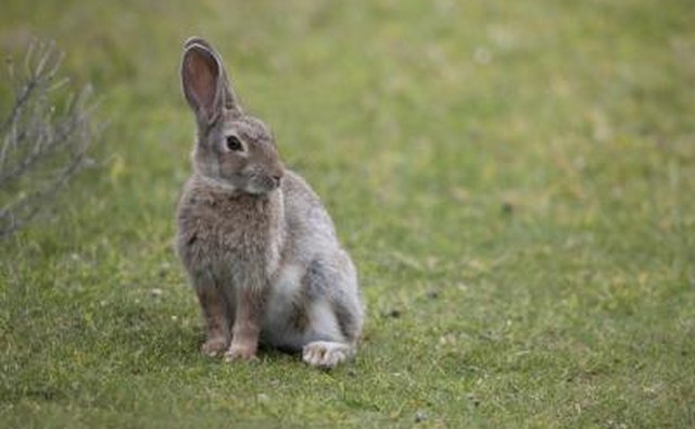 A rabbit sits on the grass with both ears up.