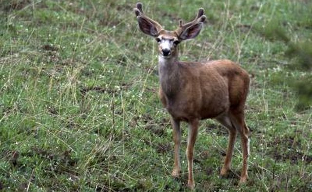 Mule Deer