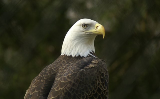 Animals of the Temperate Rainforest | Gone Outdoors | Your Adventure Awaits