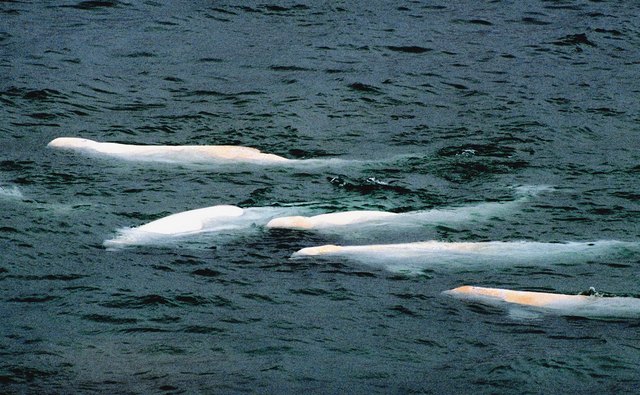 Beluga whales enter Arctic estuaries to rear young and feed.