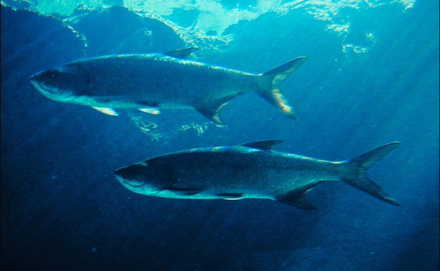 Tarpon regularly feed in estuaries in the southeastern U.S.