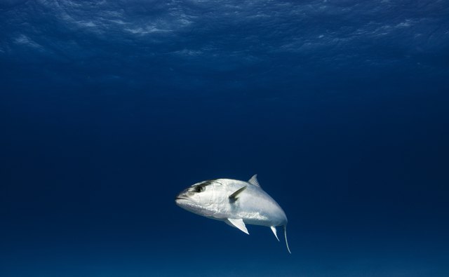 Greater Amberjack