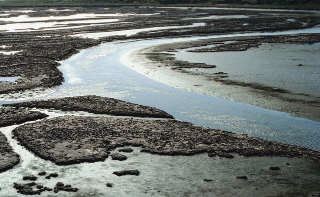 Mudflats in estuaries may be home to many burrowing invertebrates.