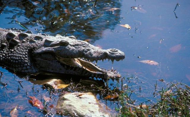 American crocodiles regularly utilize estuaries in South Florida.