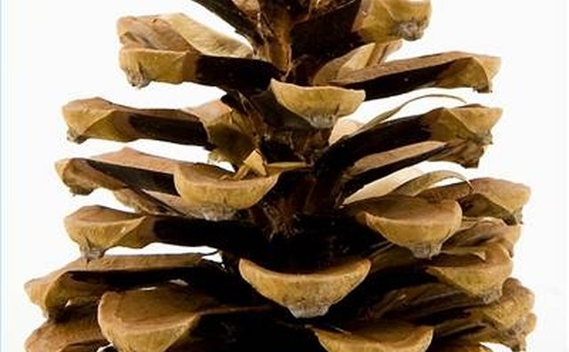 A large female pine cone