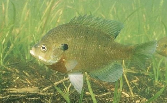 Bluegill from Wikipedia Commons