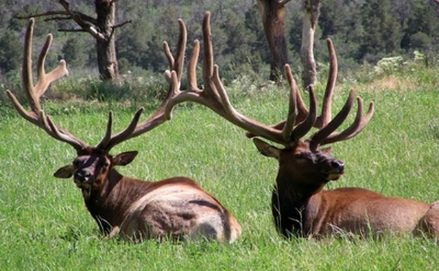 how-to-measure-elk-antlers-gone-outdoors-your-adventure-awaits