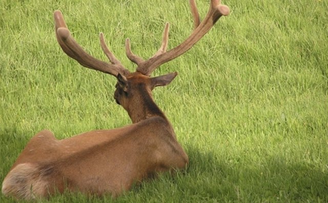 Bull elk with antlers in velvet