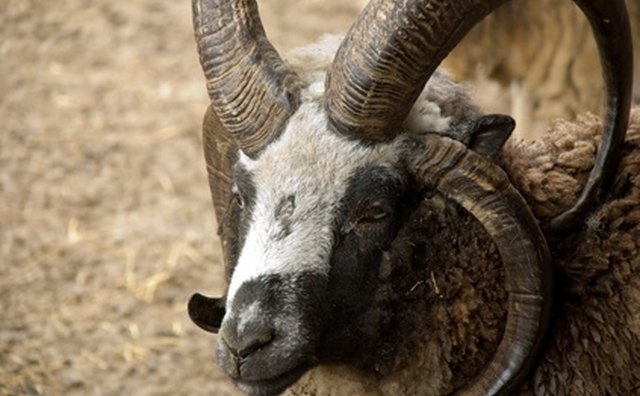 Texas Hunt Lodge features deals on ram hunting.