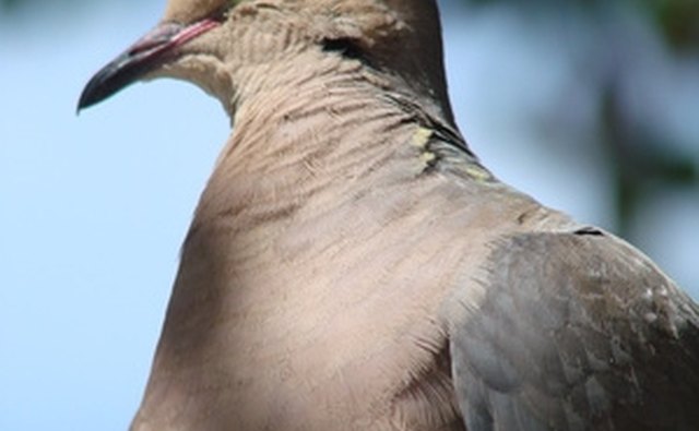 The dove hunts a 777 Ranch accommodate many budgets.