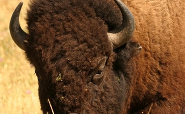 Sweetwater's bison packages offer extended hunts at a low price.