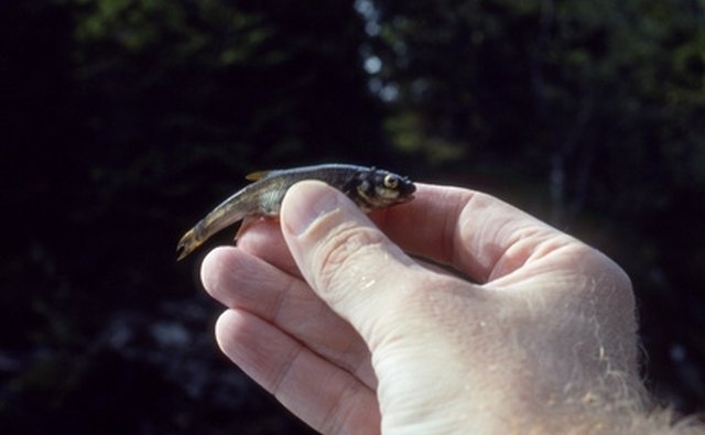 A minnow is a natural bait that crappies are fond of.