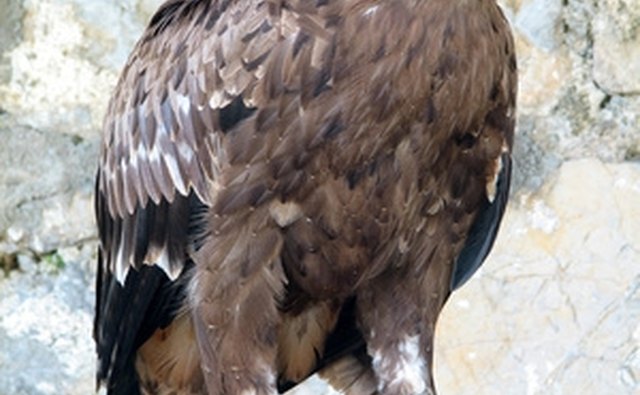 The golden eagle has an all brown body.