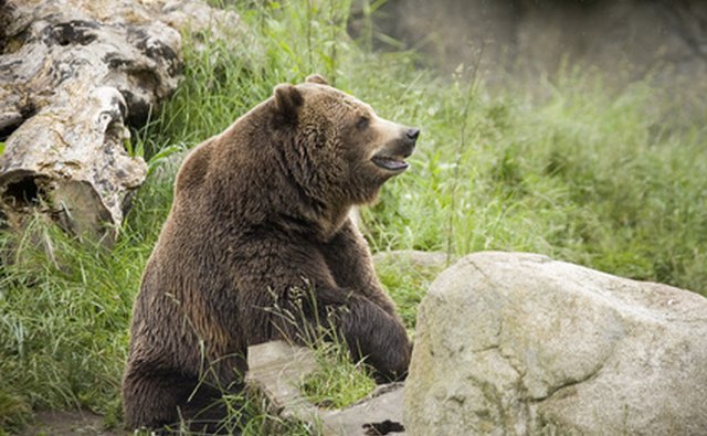 Campgrounds in California's bear country require meticulous garbage clean-up and food storage.