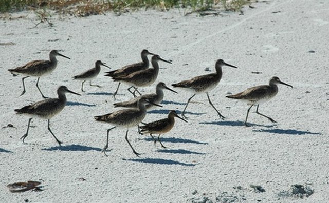 Fort De Soto Park runs along the beaches of the Gulf of Mexico.