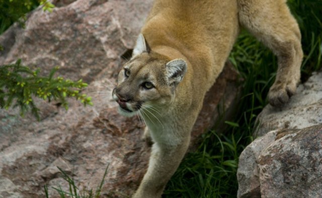 Facts About Cougars in North Carolina | Our Everyday Life