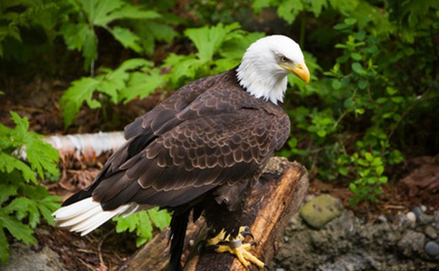 View all types of birds and wildlife at county parks.