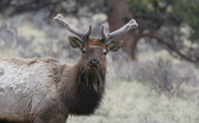 Elk cannot be hunted on public land in Georgia.