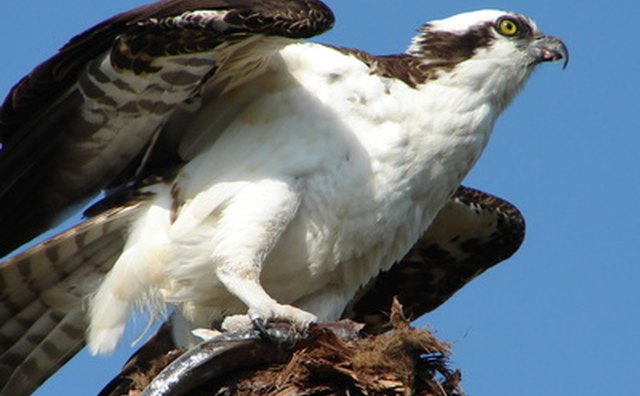 The osprey has the nickname of