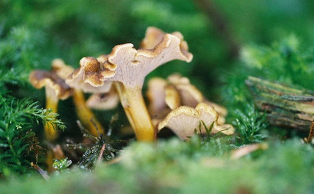Chanterelles also grow wild in Indiana.