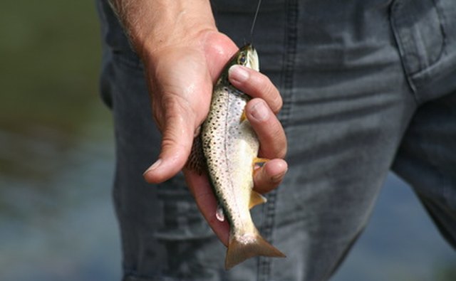 Trout are best targeted with spinning reels or lightweight fly rods.