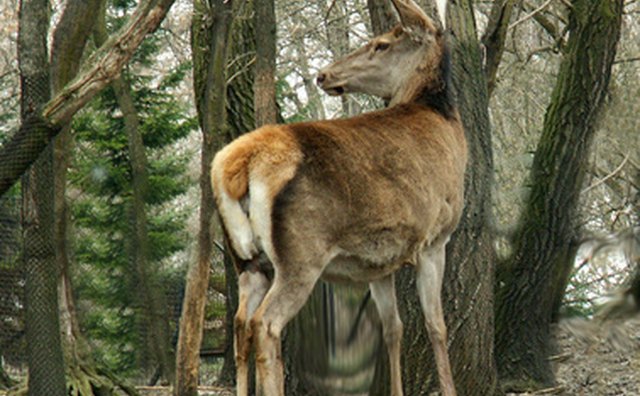 Most deer are taken at distances of less than 100 yards.