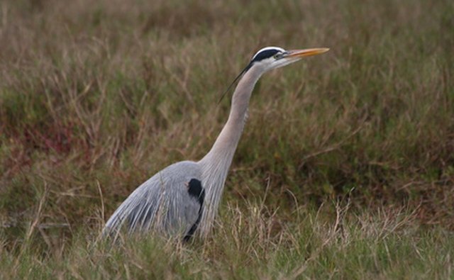 The great blue heron has a long bill.