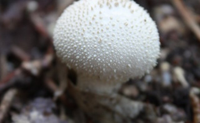 Puffball mushrooms are another variety of edible mushrooms that grow in Indiana.