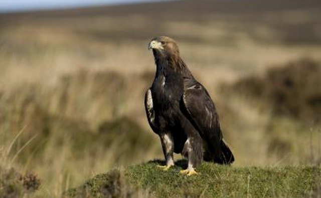 A golden eagle sits on a rock in a praire.