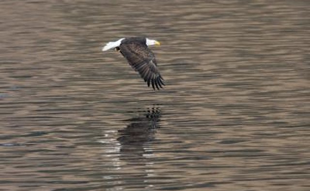 A bald eagle flies low over the water.