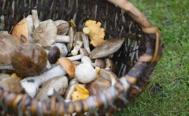 An assortment of edible mushrooms in a basket on the grass.