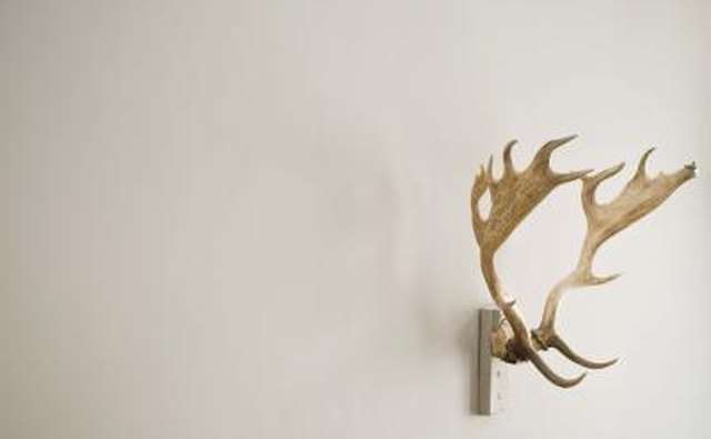 anters mounted on wall