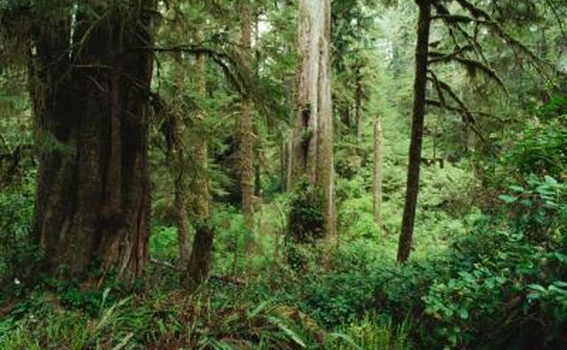 Cedar trees in forest