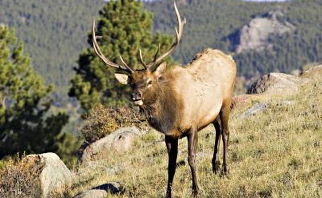 GMU 511 boasts some difficult terrain but good hunting.