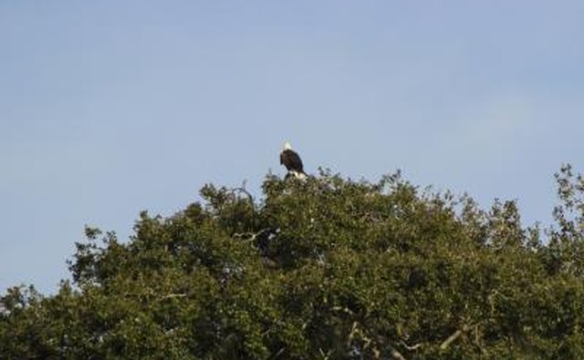 A bald eagle is perched on the top of a tree.