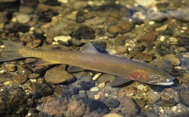 Wild trout have a keener sense of smell and are more finicky when it comes to bait.