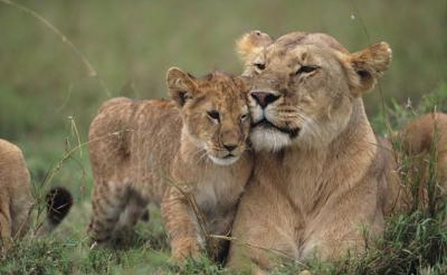 How Do Lions Care for Their Young? | Our Everyday Life